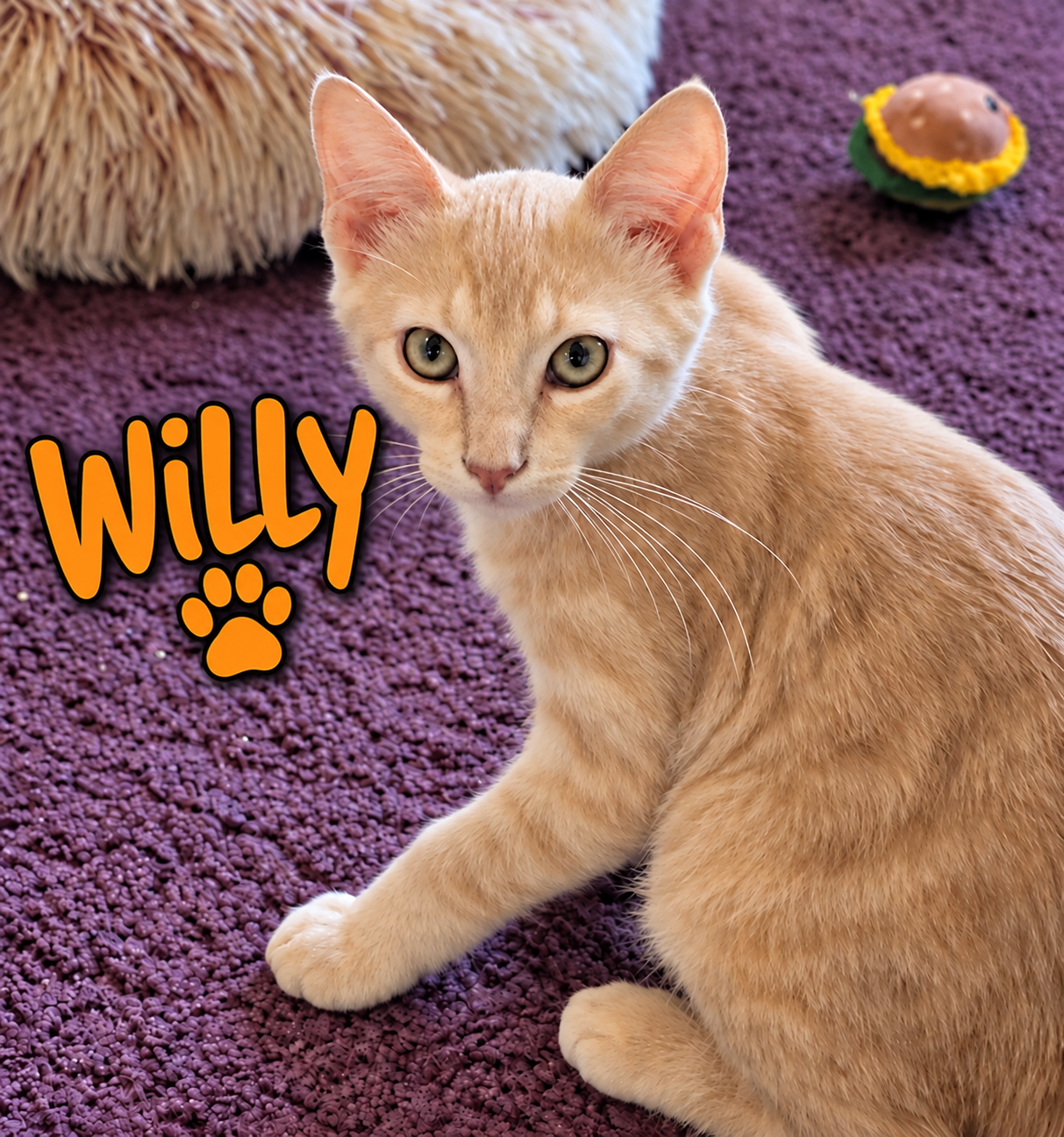 Willy, Willow Grove Area, (FCID 08/19/26-154)
