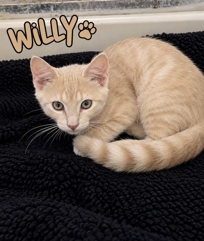 Willy, Willow Grove Area,, photo 2