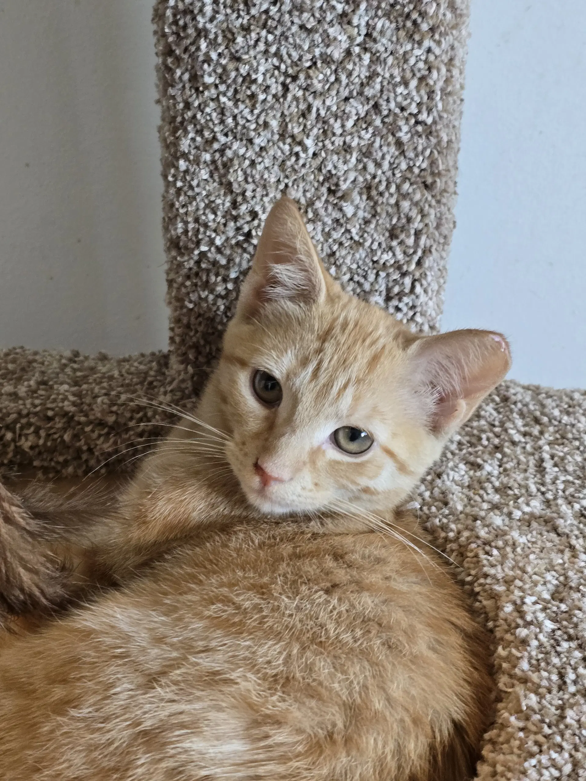 Carly Willow Grove Area Fcid - - Domestic Short Hair