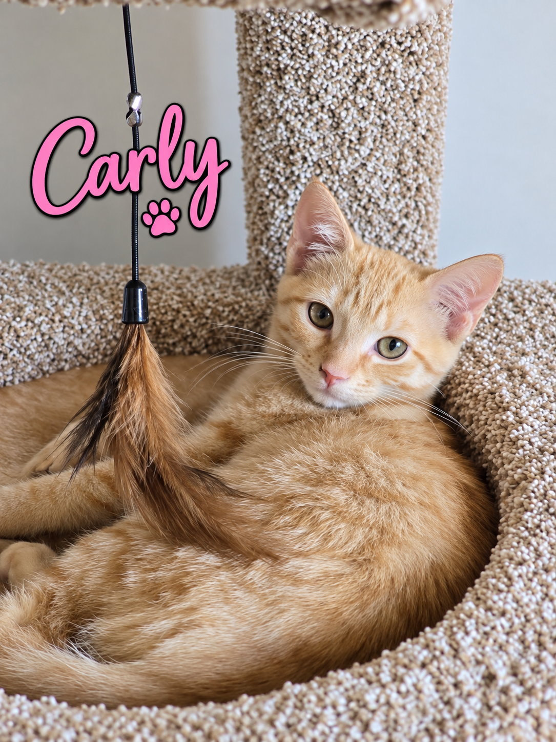 Carly, Willow Grove Area, (FCID 08/18/26-110), cat — photo 1 of 2