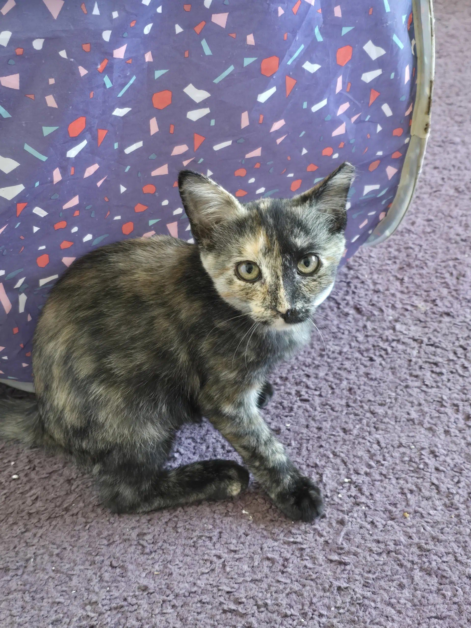 Reba Willow Grove Area Fcid - - Domestic Short Hair