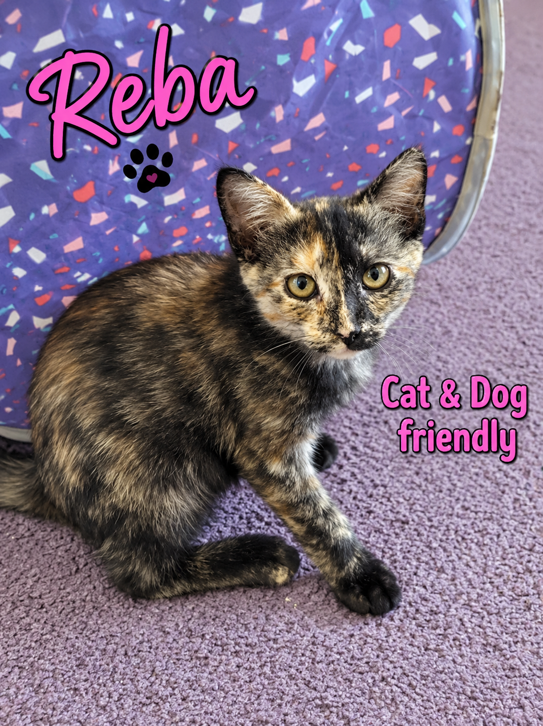 Reba, Willow Grove Area, (FCID 08/18/2026-111), cat — photo 1 of 2