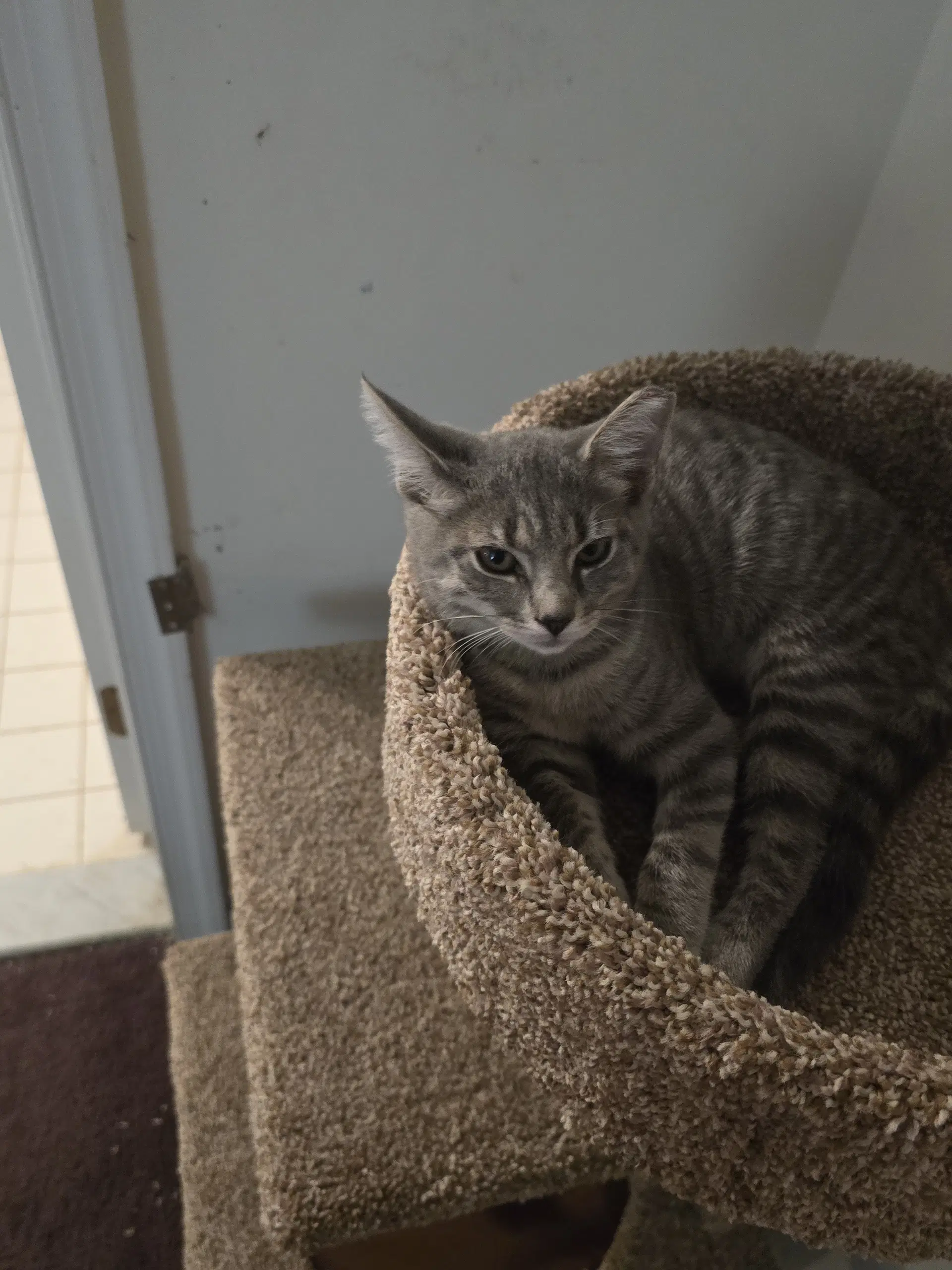 Dolly Willow Grove Area Fcid - - Domestic Short Hair