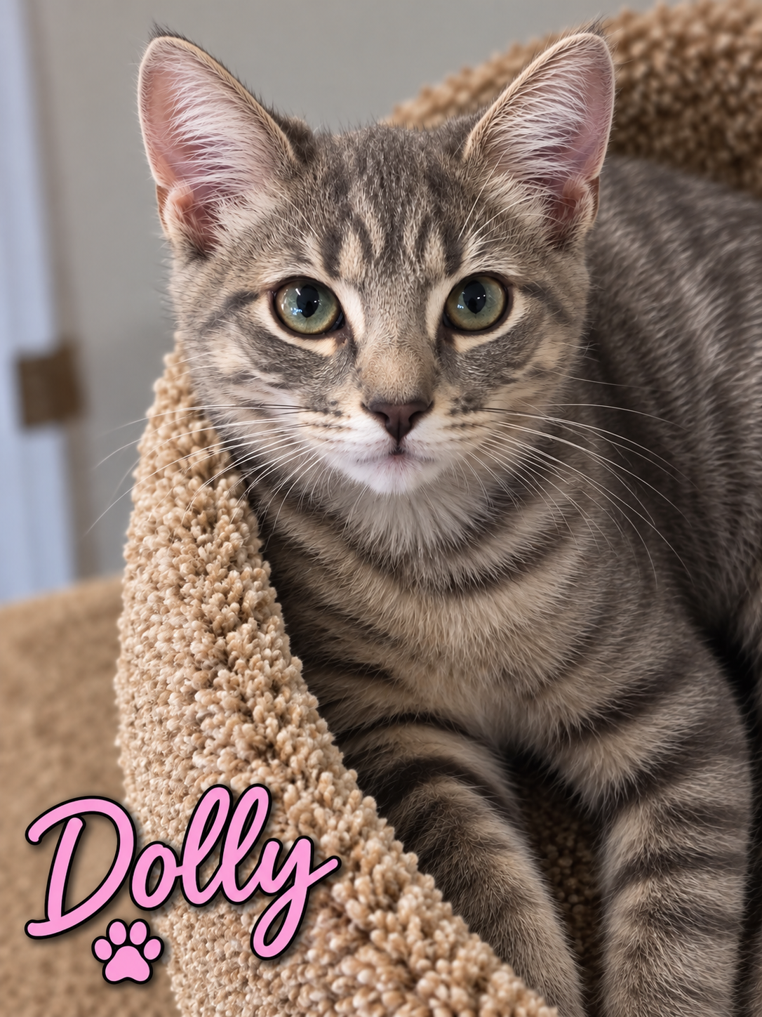 Dolly, Willow Grove Area, (FCID 08/18/2026-112), cat — photo 1 of 2