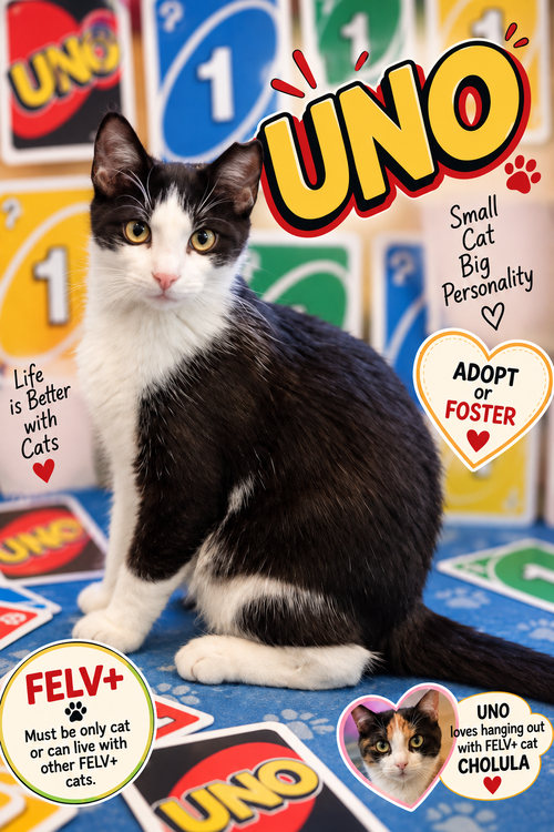 Uno: FeLV+ (FCID# 07/02/2026 - 27 Trainer), a cat for adoption from Forgotten Cats, Inc.