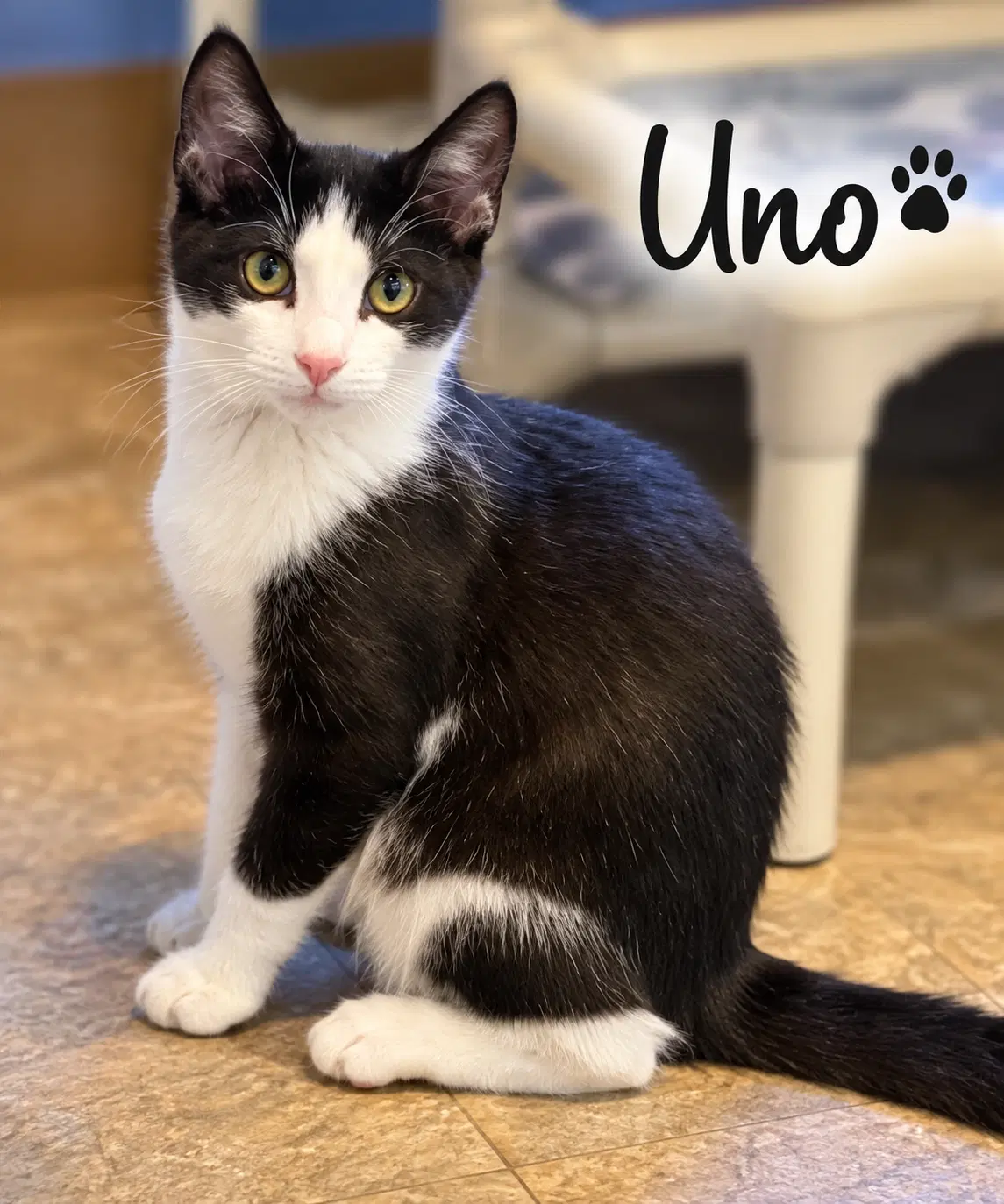 Uno Felv Fcid  -  Trainer image 2