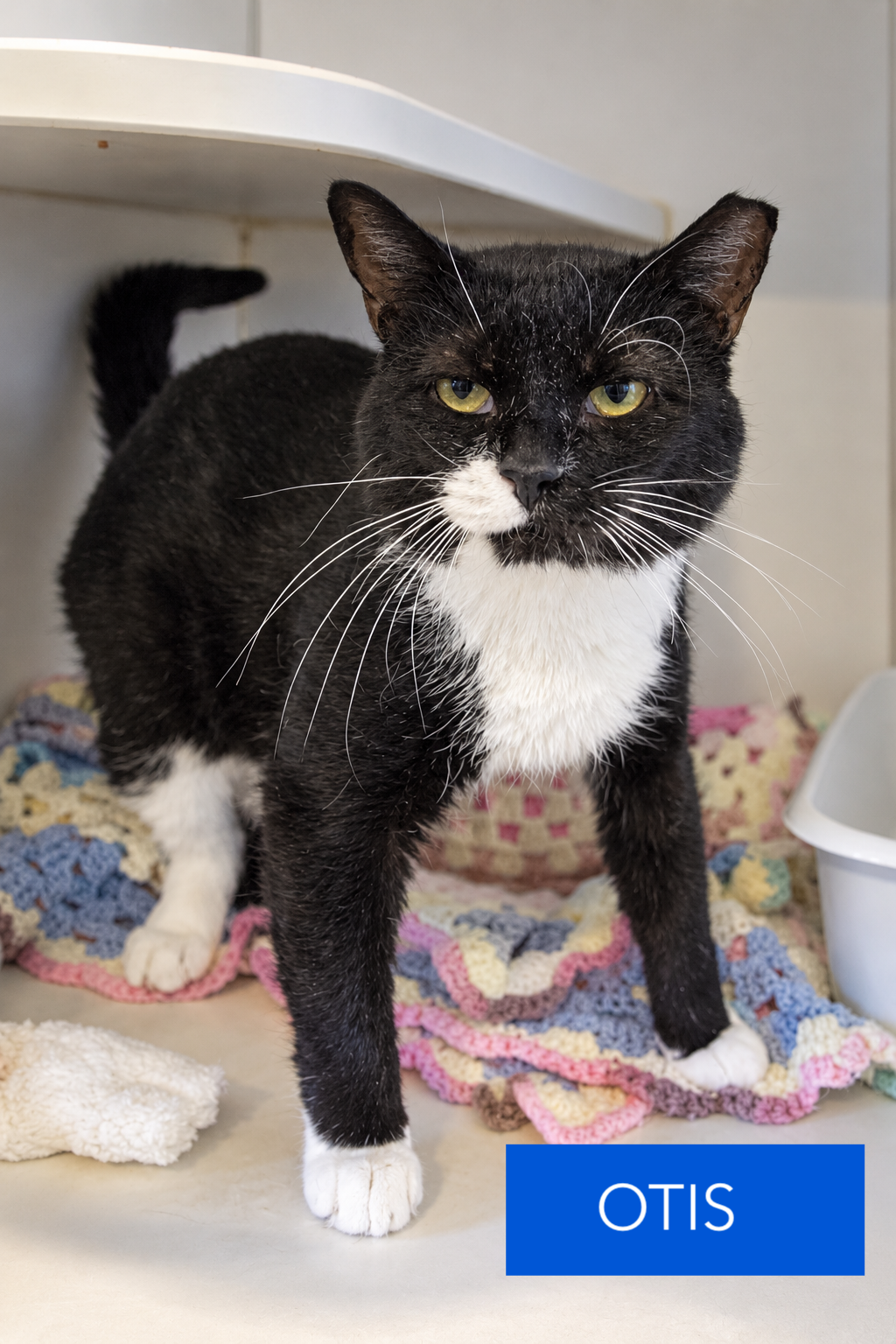 Otis (FCID# 08/10/2026 - 32 Brandywine PS), photo 2