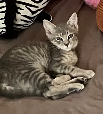 Dana Fcid  -  C - Tabby