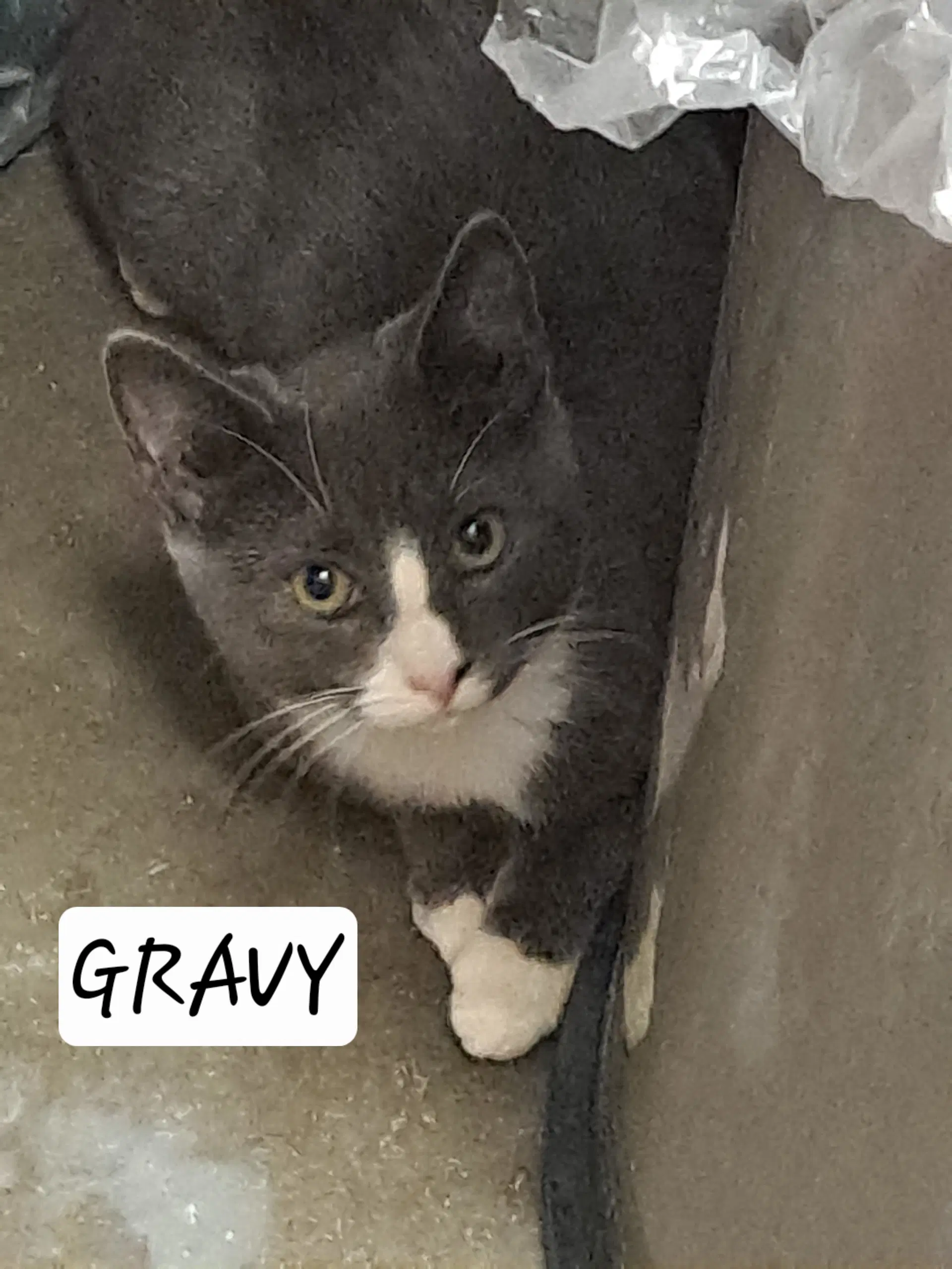Gravy Fcid  -  Brandywine Ps C - Tuxedo