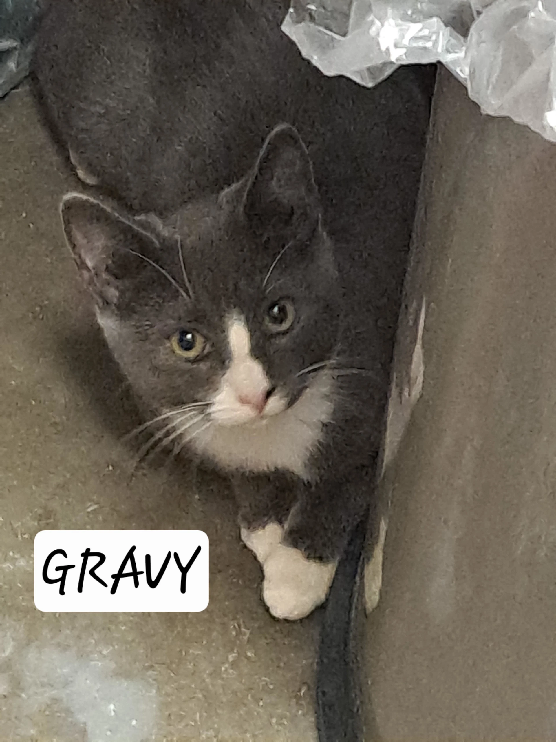 Gravy Fcid  -  Brandywine Ps C