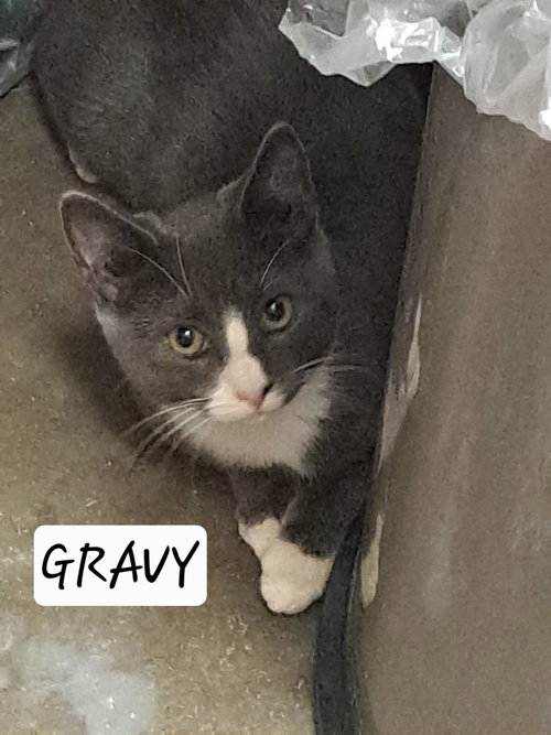 Gravy (FCID# 07/27/2026 - 48 Brandywine PS) C, a cat for adoption from Forgotten Cats, Inc.
