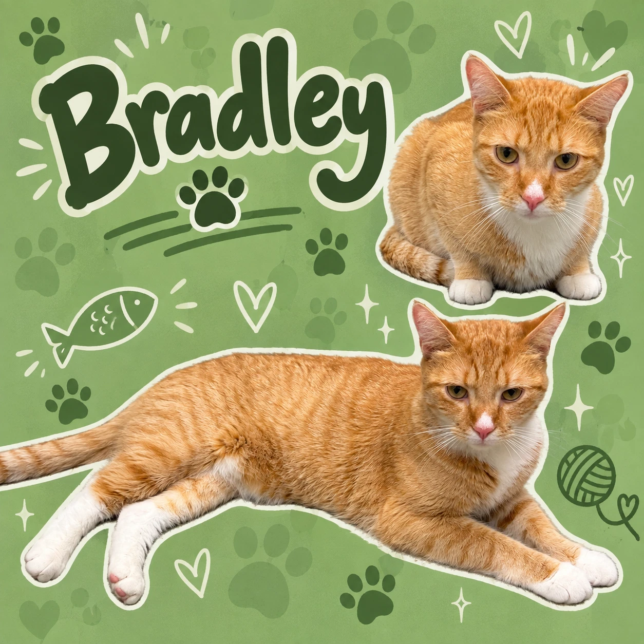 Bradley Fcid  -  Middletown Ps Dc