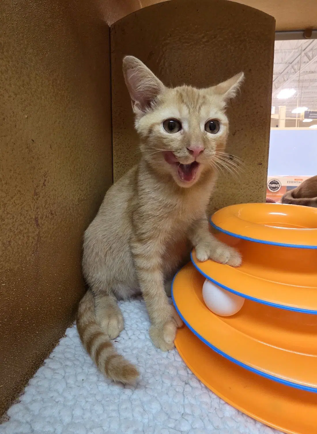 Ernest Fcid  -  Glen Mills Ps - Domestic Short Hair