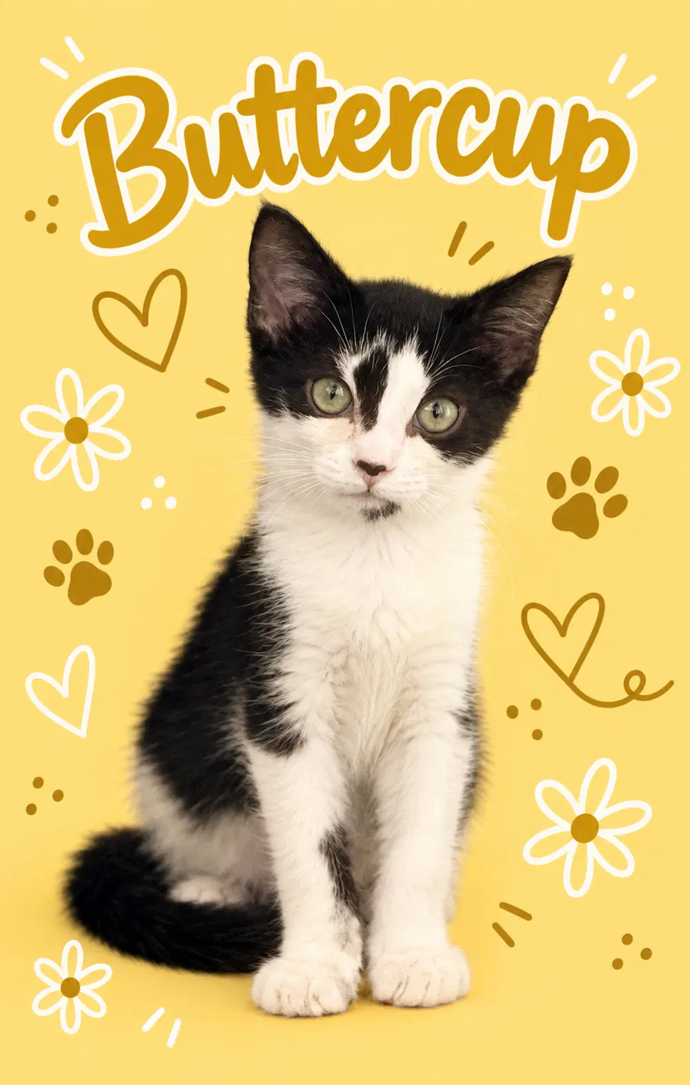 Buttercup Fcid  -  Middletown Ps Dc - Domestic Short Hair