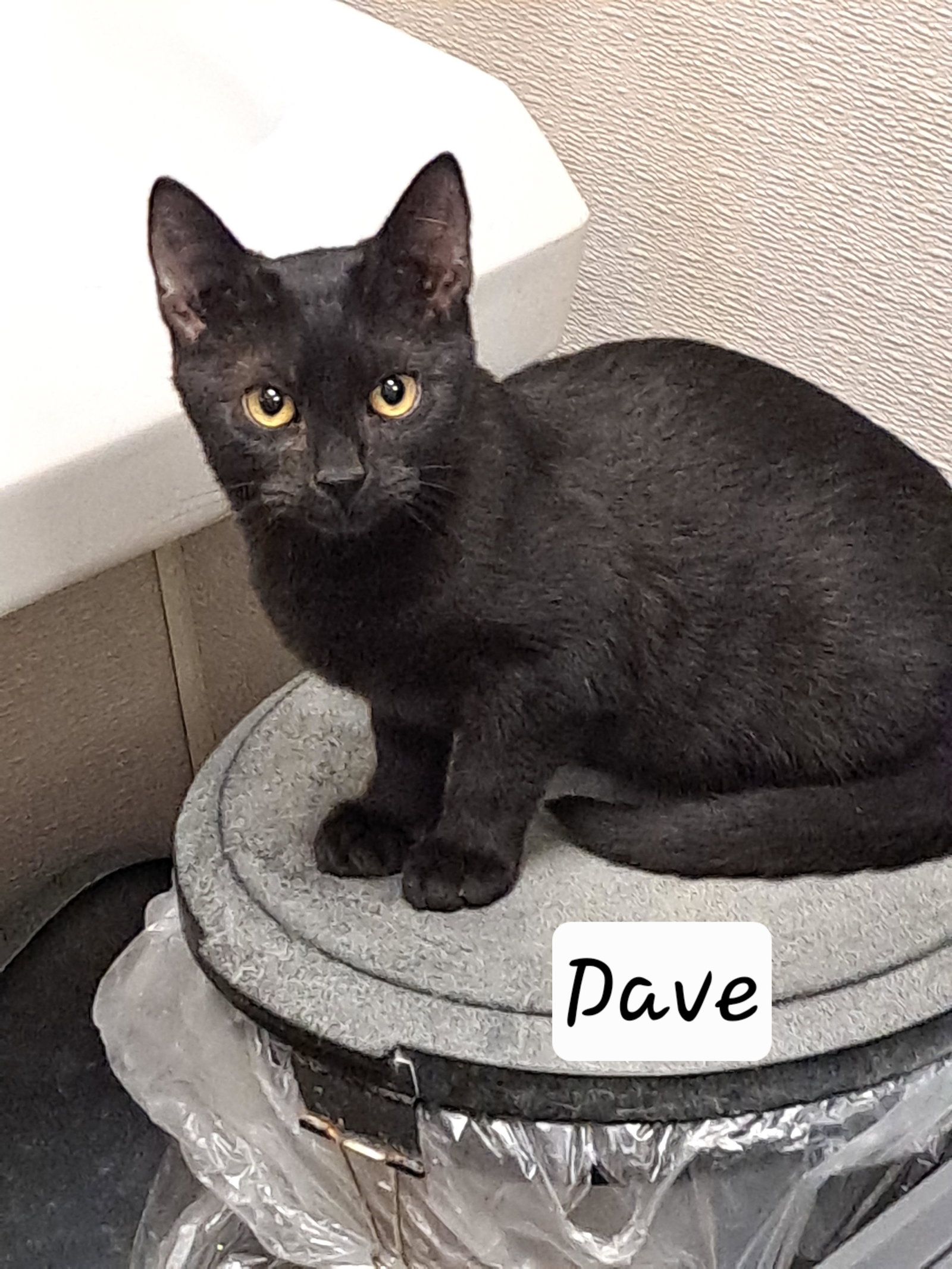 Dave (FCID# 08/27/2026 - 54) C