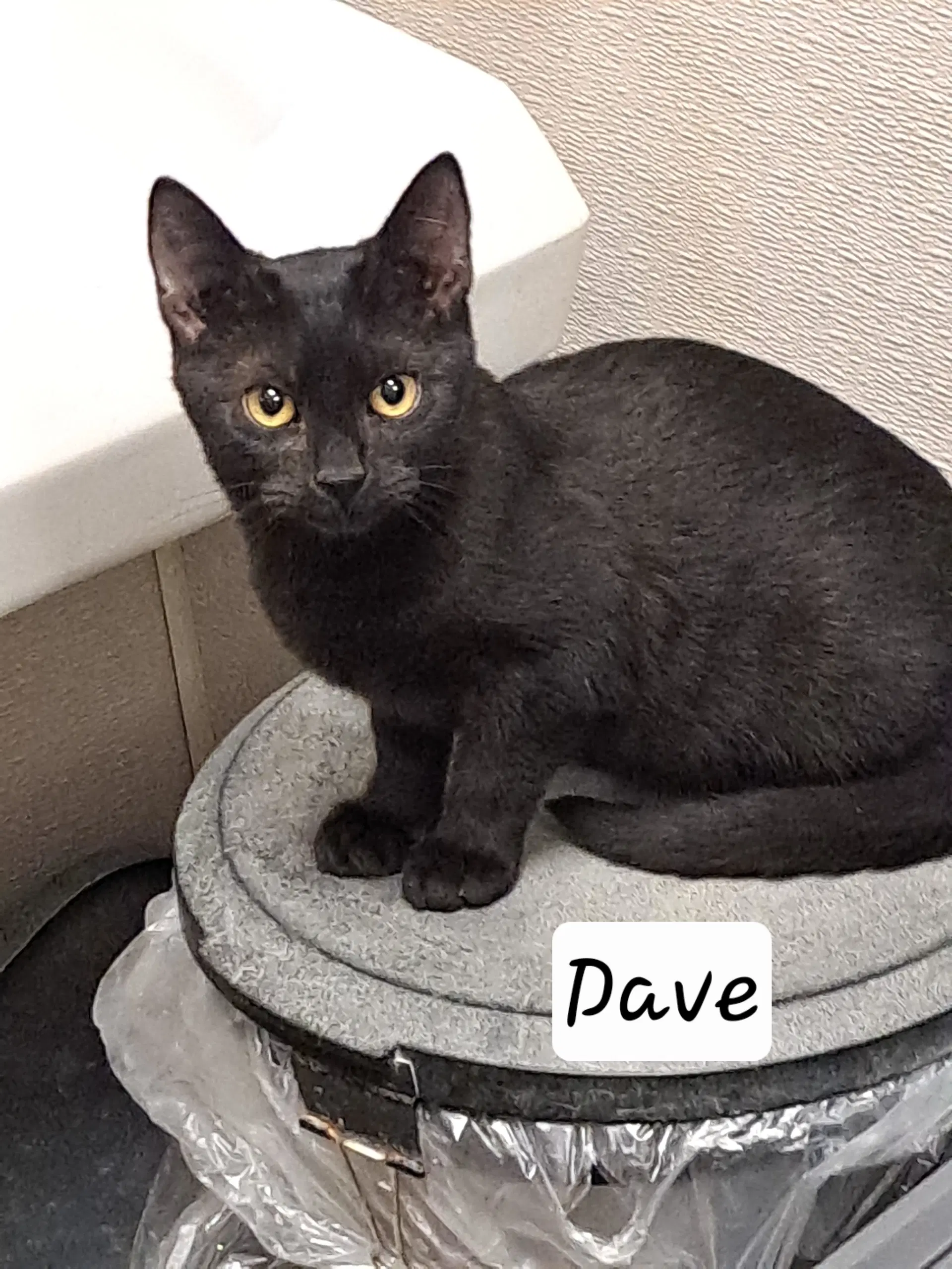 Dave Fcid  -  Brandywine Ps C - Domestic Short Hair