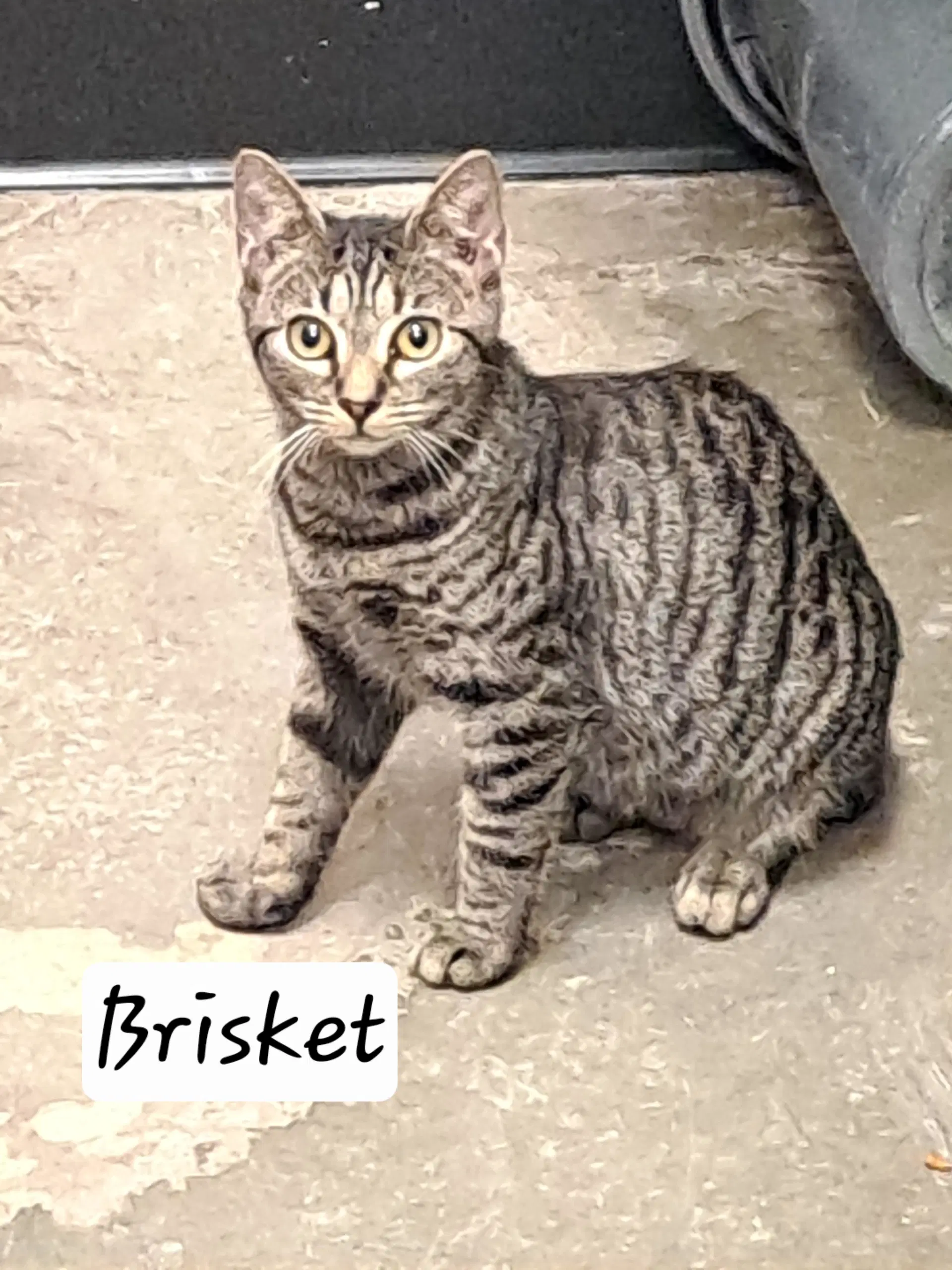 Brisket Fcid  -  Brandywine Ps - Tabby