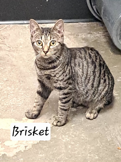 Brisket (FCID# 07/27/2026 - 47 Brandywine PS), a cat for adoption from Forgotten Cats, Inc.