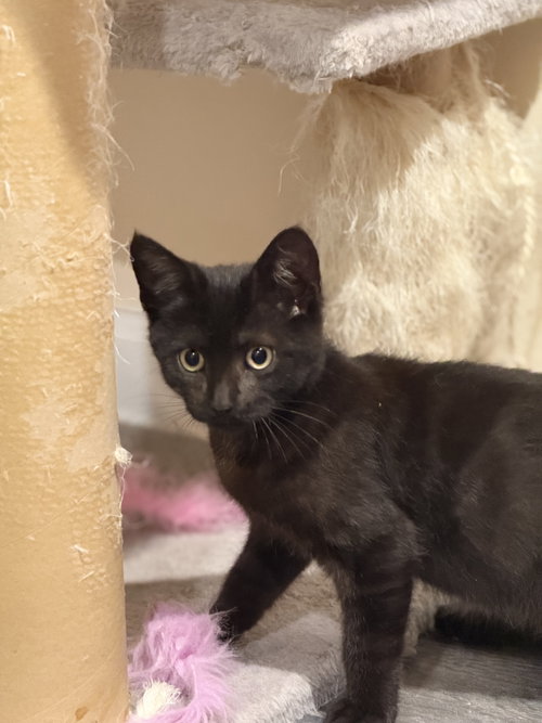 Photo 3 of Binx, Willow Grove Area, (FCID 8/26/2026-148)
