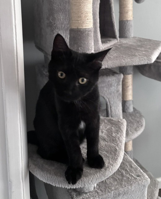 Binx, Willow Grove Area, (FCID 8/26/2026-148)