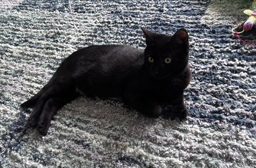 Binx, Willow Grove Area,, photo 2