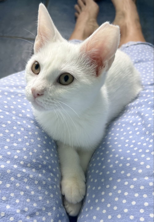 Snowy (FCID#08/04/2026-83) Christiana Petsmart, a cat for adoption from Forgotten Cats, Inc.