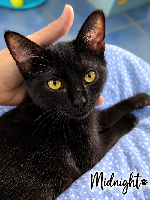 Midnight (FCID#08/04/2026-84) Christiana Petsmart, a cat for adoption from Forgotten Cats, Inc.