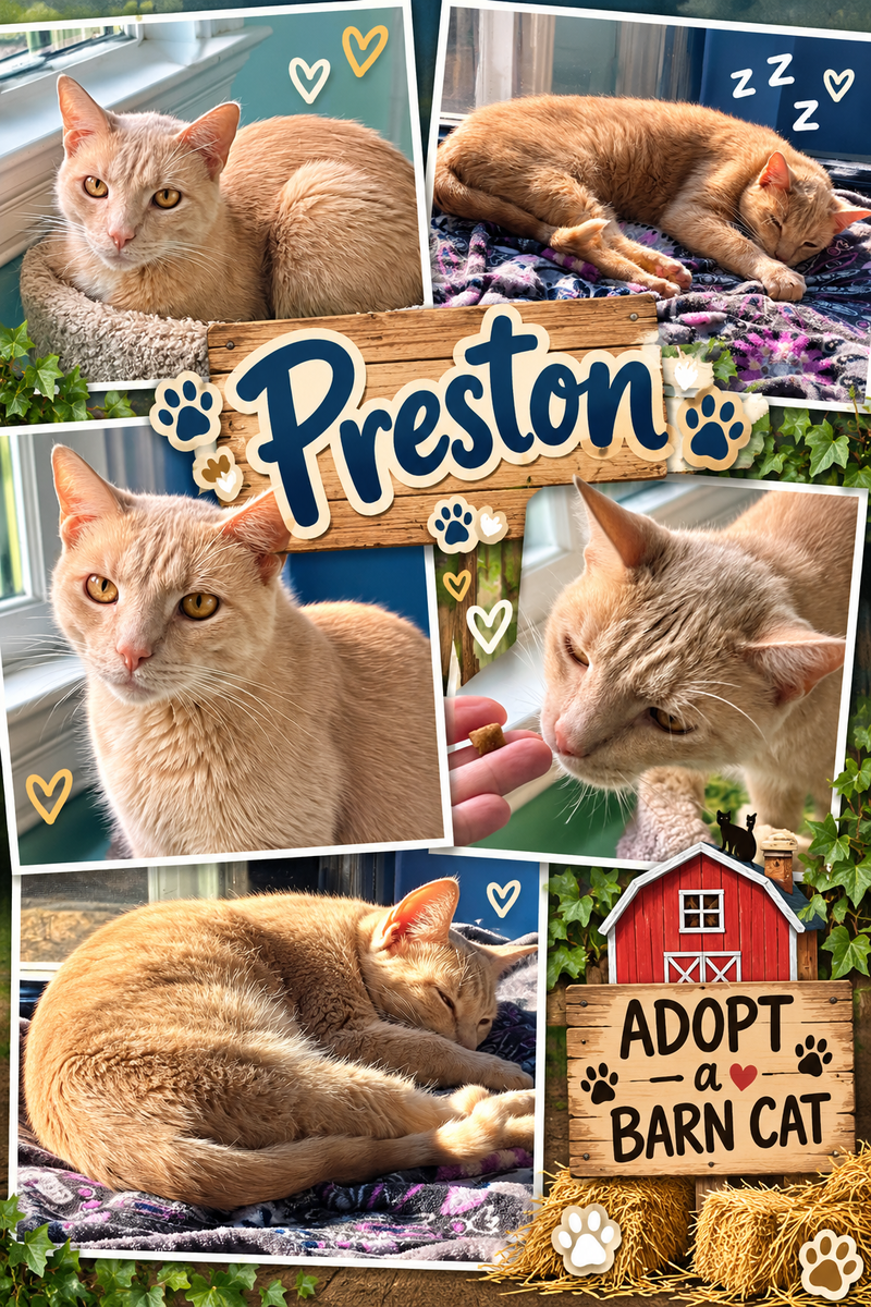 Preston, photo 2