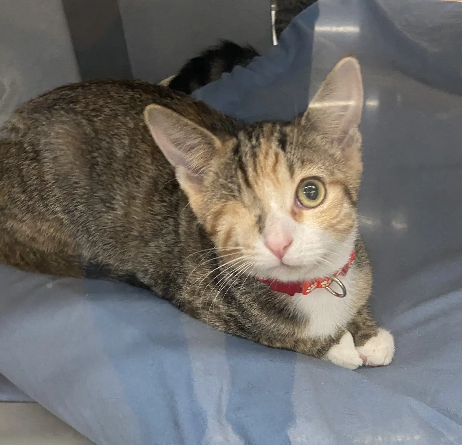 Winky  Blinky M - West Chester P - Calico