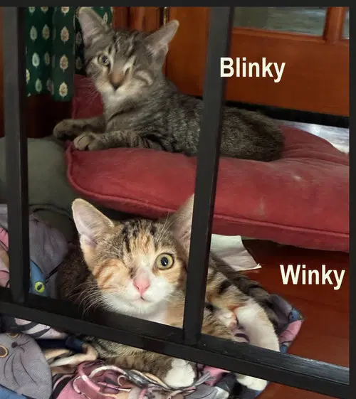 Winky  Blinky M - West Chester P image 2