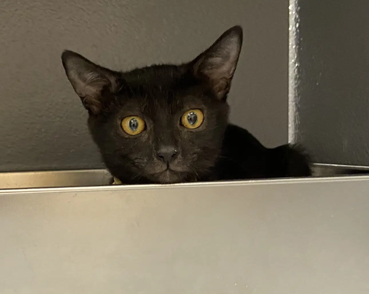 Marcus Stevie M  Layla West Chester Ps - Domestic Short Hair