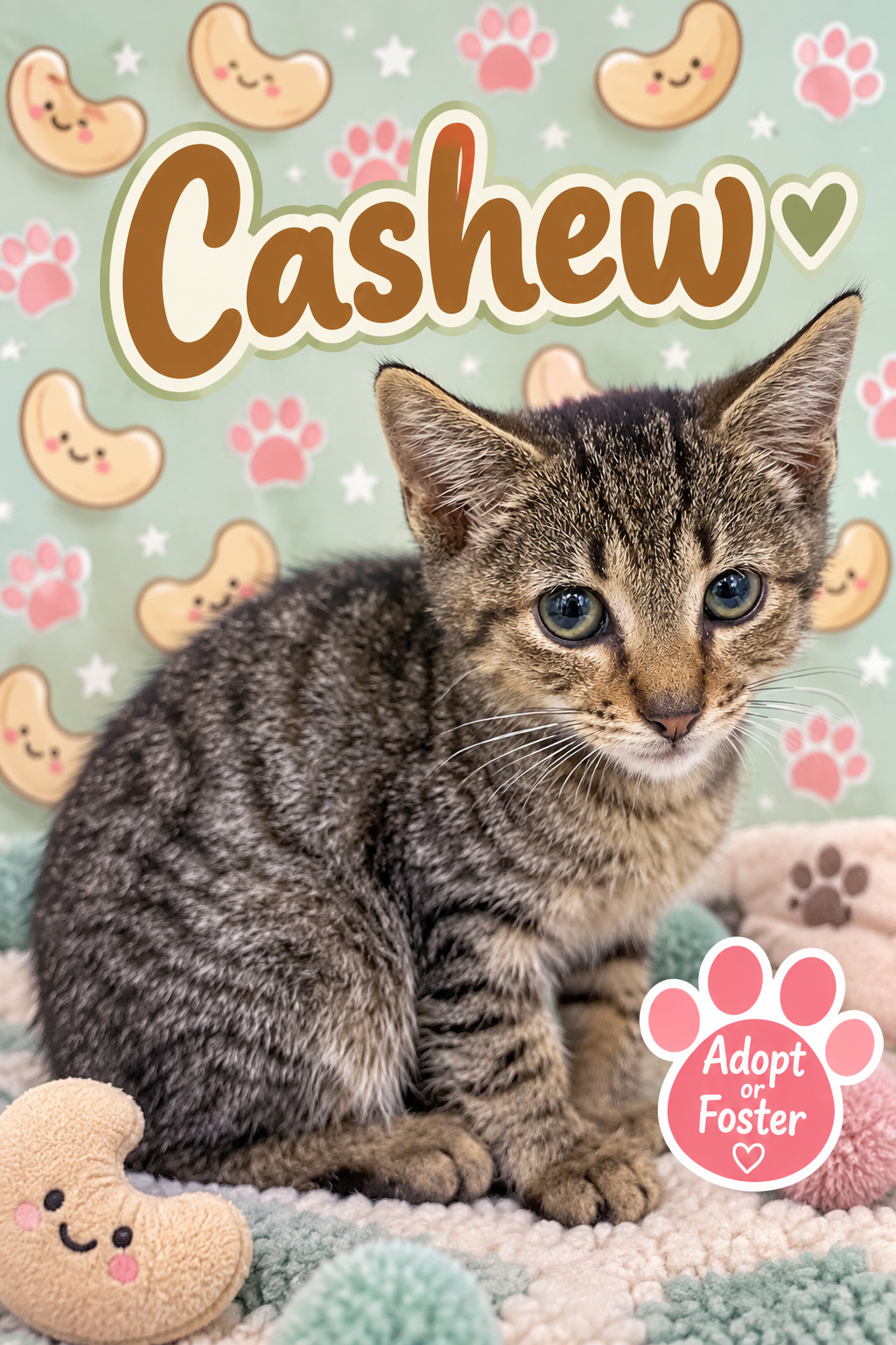 George fka Cashew (FCID# 09/10/2026 - 14), cat — photo 1 of 3