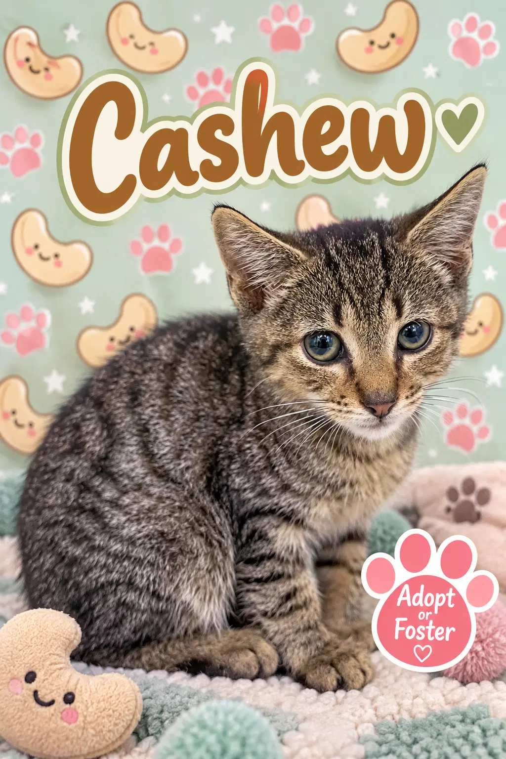 George Fka Cashew Fcid  - - Tabby