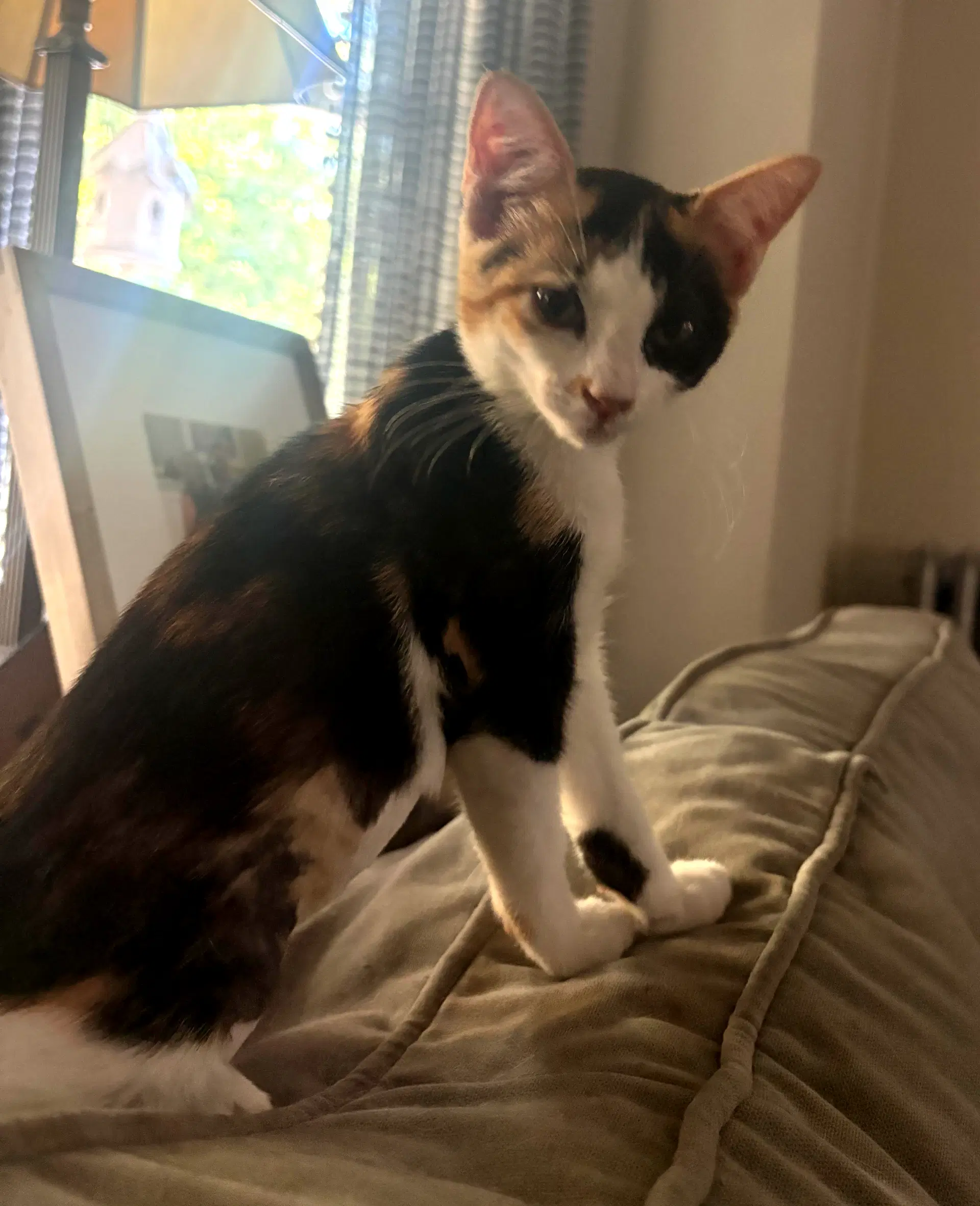Scarlet Fcid  -  Kc - Tortoiseshell