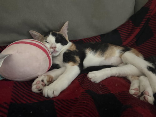 Photo 2 of Scarlet (FCID# 09/17/2026 - 54) KC