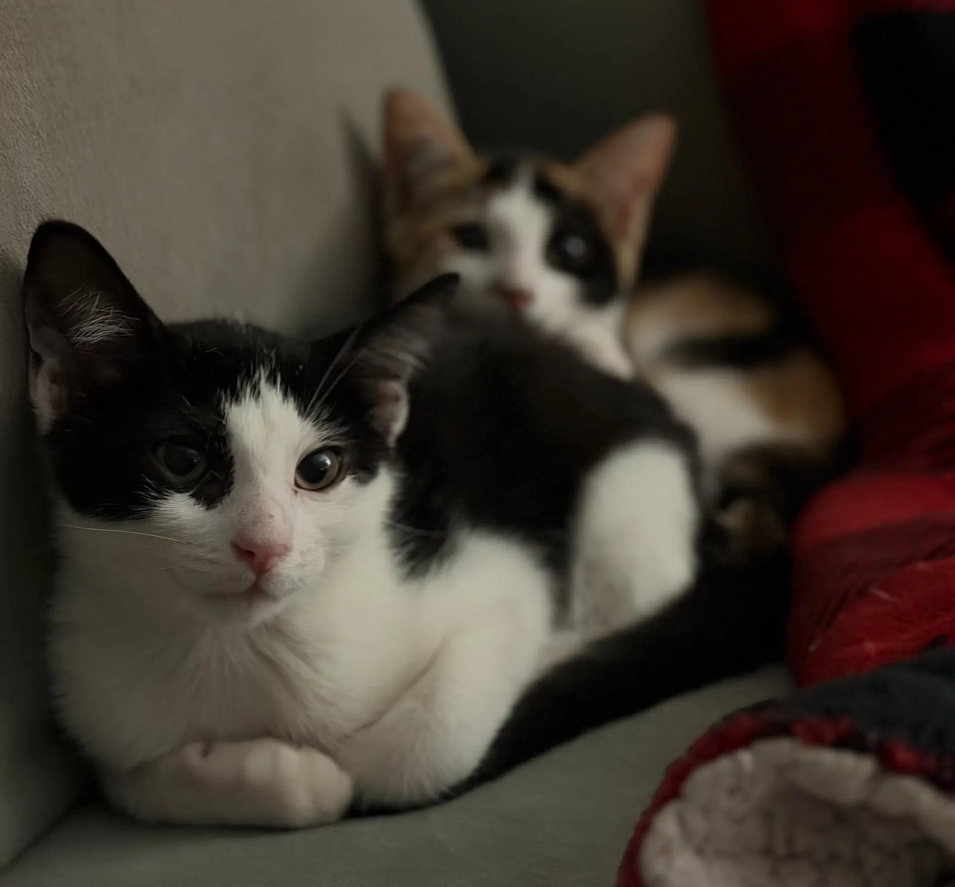 Cookies And Cream Fcid  -  Kc - Domestic Short Hair