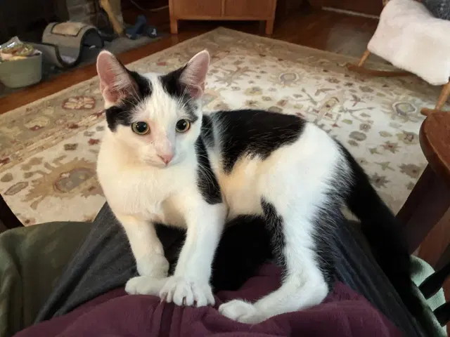 Cowboy Fcid  -  Dc - Domestic Short Hair
