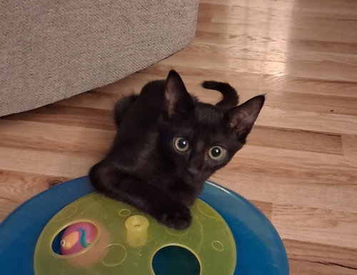 Moon, Willow Grove Area, (FCID 08/05/2026-158), a cat for adoption from Forgotten Cats, Inc.