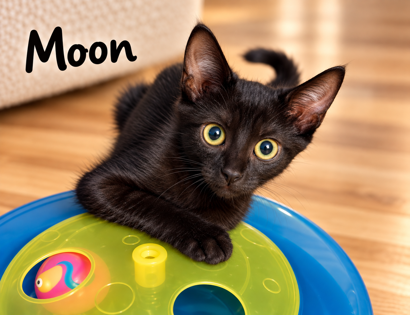 Moon, Jenkintown PS, (FCID 08/05/2026-158)