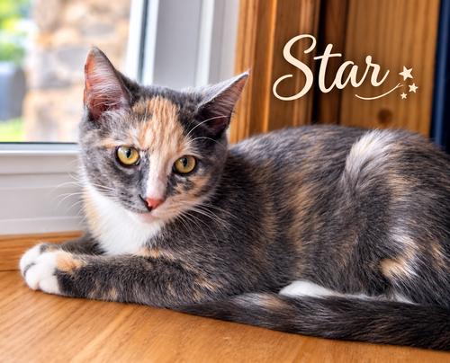 Star, Willow Grove Area, (FCID 08/05/2026-157), a cat for adoption from Forgotten Cats, Inc.