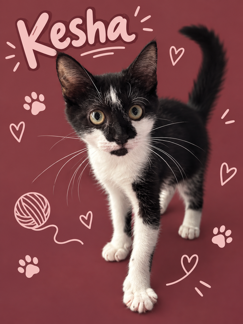 Kesha (FCID# 09/14/2026 - 94 Middletown PS) C, a cat for adoption from Forgotten Cats, Inc.