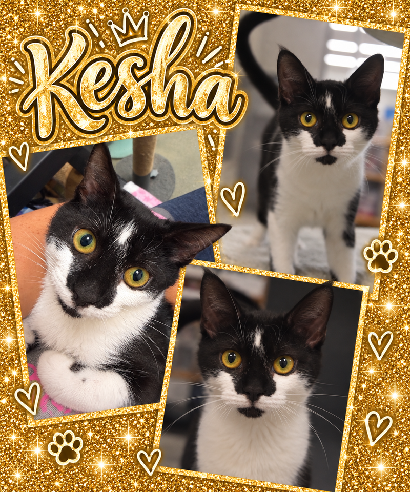 Kesha C, photo 2