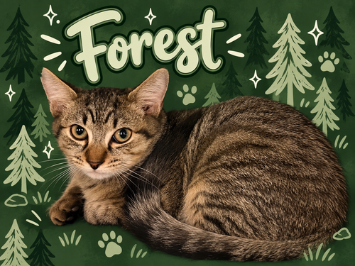 Forest (FCID# 07/16/2026 - 80 Middletown PS), a cat for adoption from Forgotten Cats, Inc.