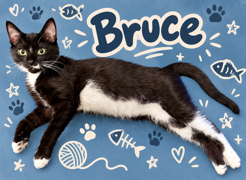 Photo 3 of Bruce (FCID# 06/09/2026 - 39 Middletown PS) DC