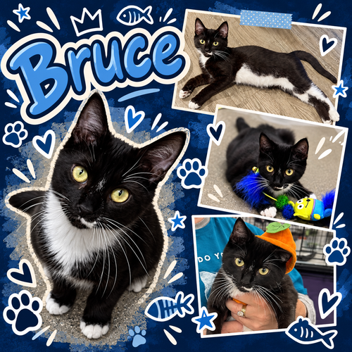 Bruce (FCID# 06/09/2026 - 39 Middletown PS) DC, a cat for adoption from Forgotten Cats, Inc.