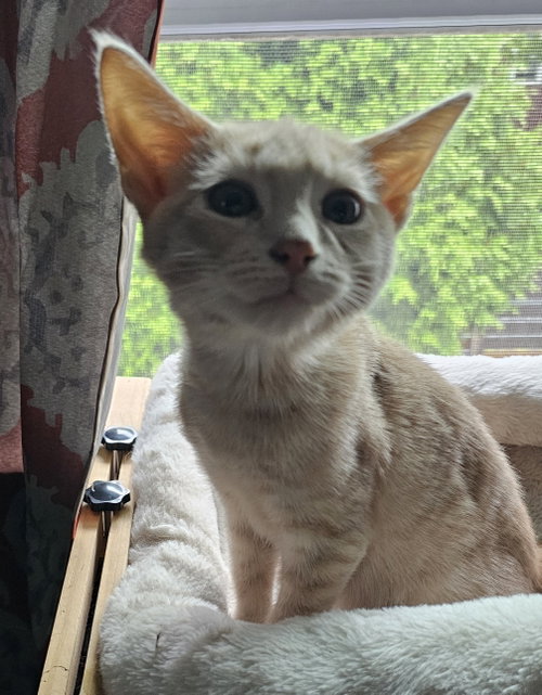 Mario, Willow Grove Area, (FCID 08/11/2026-121), a cat for adoption from Forgotten Cats, Inc.