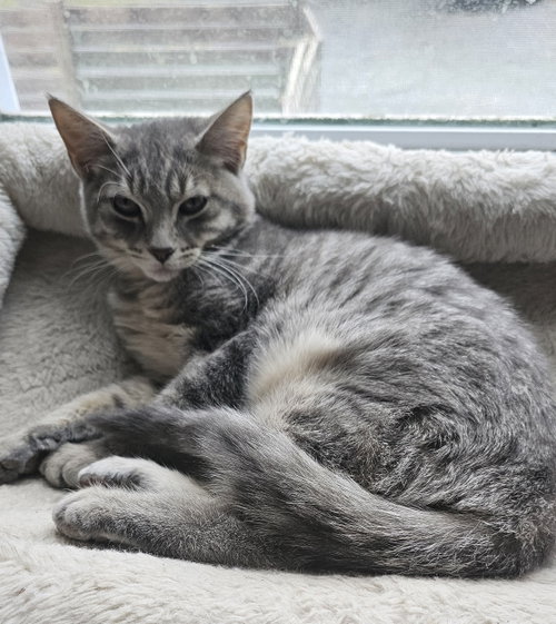 Photo 2 of Luigi, Willow Grove Area, (FCID 08/11/2026-120)