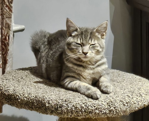Photo 3 of Luigi, Willow Grove Area, (FCID 08/11/2026-120)