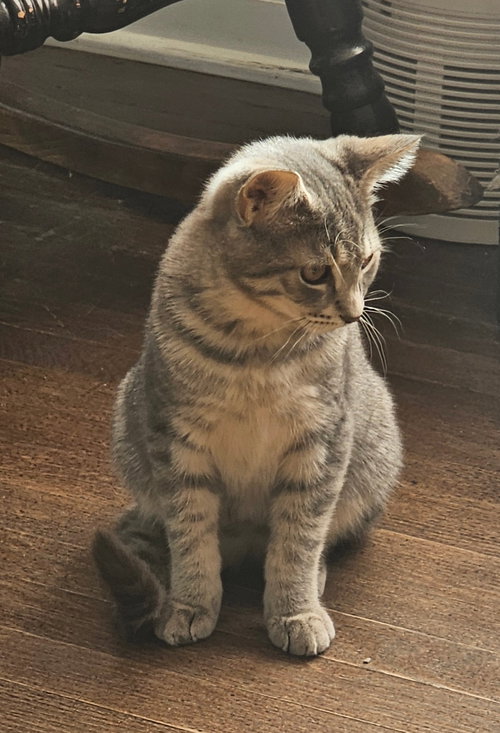 Photo 4 of Luigi, Willow Grove Area, (FCID 08/11/2026-120)