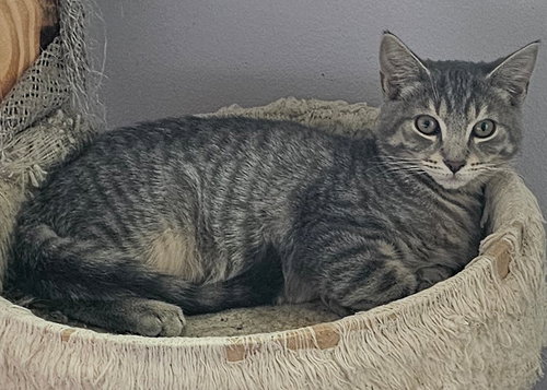 Luigi, Willow Grove Area, (FCID 08/11/2026-120), a cat for adoption from Forgotten Cats, Inc.